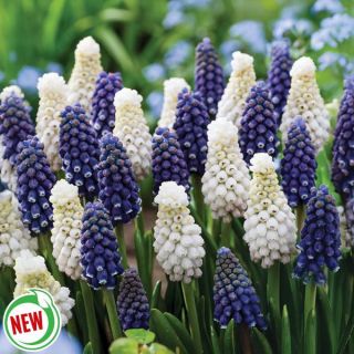 Twinkle Toes Muscari Blend Thumbnail